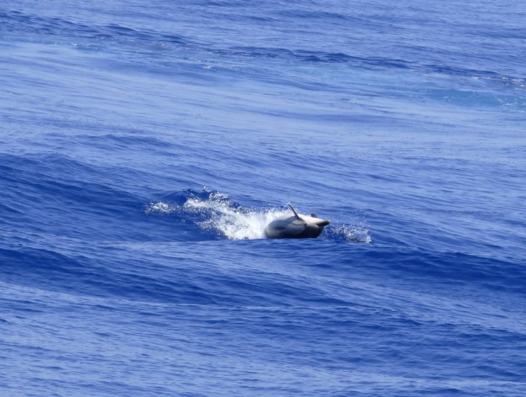 Stenelle striate nel Mar ligure